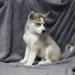 Siberian Husky Puppies from T and T Kennels