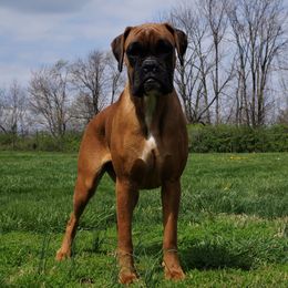 Raye - Boxer