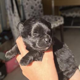 Rowdy - Black male Pomeranian puppy in Skipperville, Alabama from Nay Nay’s Babies