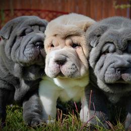 Chinese Shar-Pei Puppies from HapPei House of Wrinkles