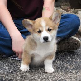 York - Red male Pembroke Welsh Corgi puppy in Coleman, Michigan from Salt Creek Farm Dogs