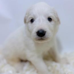 Hank - Green Collar - White male Great Pyrenees puppy in San Marcos, California from Faith Family Freedom Farm