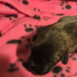 Girl 5 - Brindle female Mastiff puppy in Uhrichsville, Ohio from Angela's Mastiffs