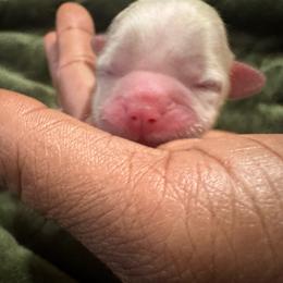 Prince - Liver and white male Shih Tzu puppy in Detroit, Michigan from Friends4everkennel LLC