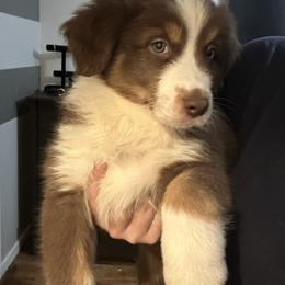 Australian Shepherd Puppies from Lovable Little Aussies