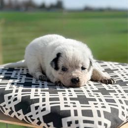 Grey collar - Blue speckled female Australian Cattle Dog puppy in Spokane, Washington from 4D Cattle Dogs