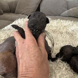 Andi - Black female Xoloitzcuintli puppy in West Jordan, Utah from Majestic Nakids