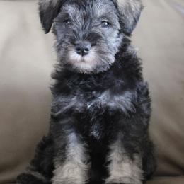 Sally - Salt and pepper female Miniature Schnauzer puppy in Richardton, North Dakota from Crooked Tree Ranch