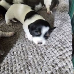 Girl 2 - Piebald female Dachshund puppy in Marengo, Indiana from Norman's Mini Doxies