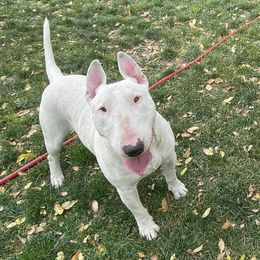Onslow - Bull Terrier