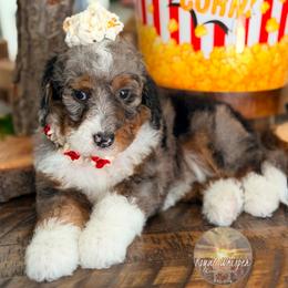 Sabine Wren - Merle female Bernedoodle puppy in Payson, Utah from All Around Royalty & Royal Whisper Companions
