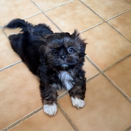 Raj - Sable male Shih Tzu puppy in Kettering, Ohio from The Ruff Life Tribe