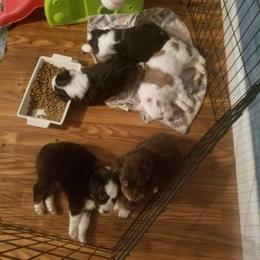 Australian Shepherd Puppies from Covenant View Farm Australian Shepherds