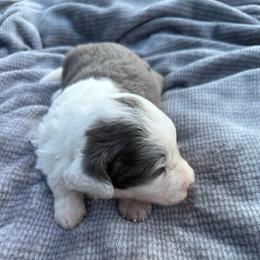 Boy 4 - Blue merle male Aussiedoodle puppy in Reddick, Florida from Cooper’s Mini Doodles