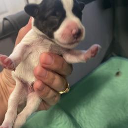 Billy - Parti male Miniature Schnauzer puppy in Palestine, Texas from Miniature Schnauzer Puppies of Palestine Tx