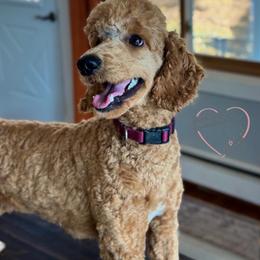 Teddy - Apricot male Poodle puppy in Vernon Center, Wisconsin from BrookeMarie’s Goldendoodle Love