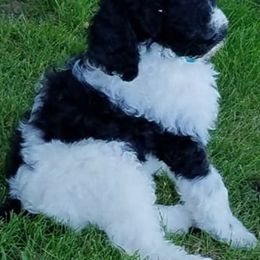 Poodles from Katie's Krew
