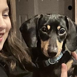 Winston - Dachshund