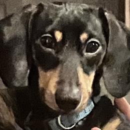 Winston - Dachshund