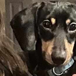 Winston - Dachshund