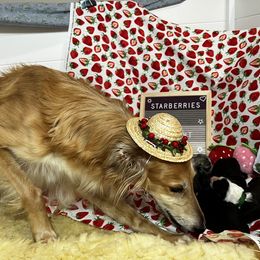 Silken Windhound Puppies from Regalant Silken Windhounds