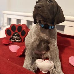 Light Blue - Liver roan female German Shorthaired Pointer puppy in Bluffton, South Carolina from Lowcountry Southern GSP'S