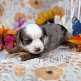 Valentina - Blue merle female Toy Australian Shepherd puppy in Liberty Hill, Texas from Pistol Paws Aussies