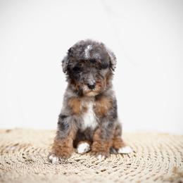 Mavi - Merle male Bernedoodle puppy in Spokane, Washington from Doodle Love