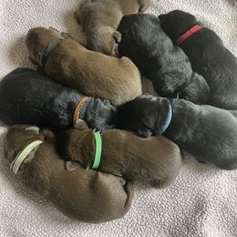 Belgian Malinois, German Shepherd, and Labrador Retriever Puppies from Barbihaus Kennels