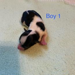 Boy 1 - Parti male Yorkshire Terrier puppy in Watertown, New York from NNYYorkies