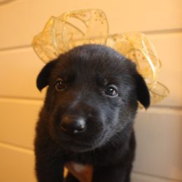 German Shepherd Puppies from Thornock Shepherds