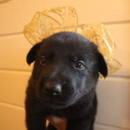 German Shepherd Puppies from Thornock Shepherds
