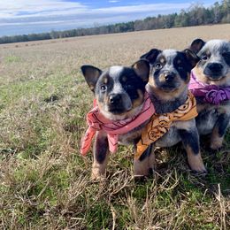 Australian Cattle Dog Puppies from Turnpike Creek Canines
