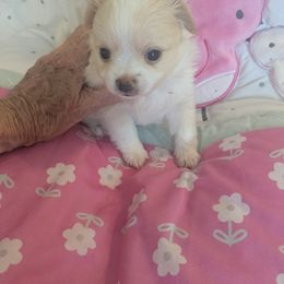 Chihuahua Puppies from Pampered Chihuahuas