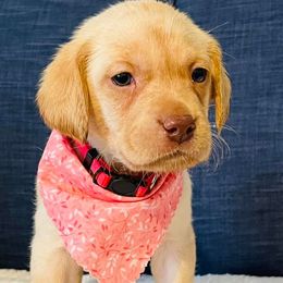 Labrador Retriever Puppies from Bush Hill Labradors