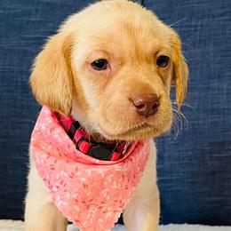 Labrador Retriever Puppies from Bush Hill Labradors