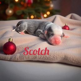 Scotch - Gray and white male American Corgi puppy in Bland, Missouri from Shadey Lane Corgis