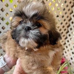 Teddy - Sable and white male Shih Tzu puppy in Victorville, California from Precioustzus