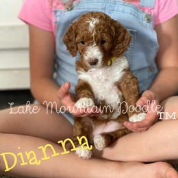 Australian Labradoodle, Double Doodle, Goldendoodle, and Labradoodle Puppies from Lake Mountain Doodle