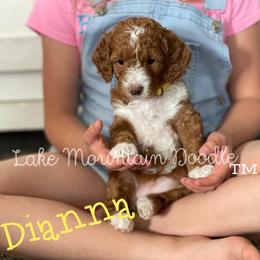 Australian Labradoodle, Double Doodle, Goldendoodle, and Labradoodle Puppies from Lake Mountain Doodle