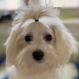 Geo - White male Maltipoo puppy in Colonial Beach, Virginia from BeachRidge Pups