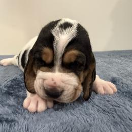 Male 3 - Black white and brown male Basset Hound puppy in Douglas, Georgia from Huffer Hounds and Havanese