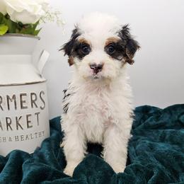 Bluey - Tri-color female Bernedoodle puppy in Granton, Wisconsin from Rose River Farms