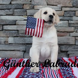 Labrador Retriever Puppies from Günther Labradors