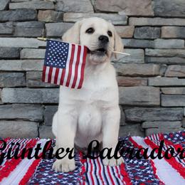 Labrador Retriever Puppies from Günther Labradors