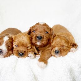 Cavalier King Charles Spaniel and Cavapoo Puppies from Red Skye Cavaliers and Cavapoos