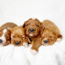 Cavalier King Charles Spaniel and Cavapoo Puppies from Red Skye Cavaliers and Cavapoos