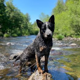 Scout - Australian Cattle Dog