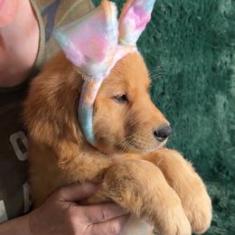 Reese's (Orange Collar Girl) - Dark golden female Golden Retriever puppy in Peoria, Arizona from Dani’s Dawgs