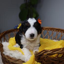 Tux - Black tri-color male Aussiedoodle puppy in Fort Myers, Florida from Little Golden Farm